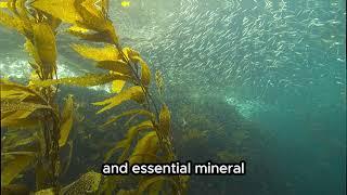 Kelp Spiritual and Medicinal Meaning