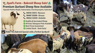 Qurbani ke bade bakre available in bandlaguda | Macherla madurai & Telangana mende in hashamabad
