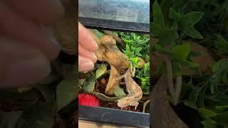 Hungry boyyy #cute #chameleon #pascal #lizard #wildlife #animals #wow #shorts #explorepage