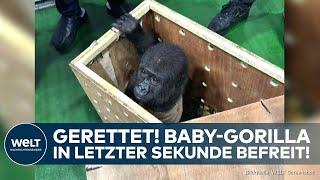 TÜRKEI: Gorillababy geschmuggelt! Fahnder in Istanbul machen herzzerreißenden Fund in Holzkiste!