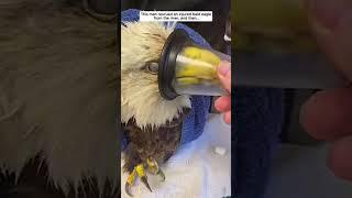 This man rescued an injured bald eagle from the river #eagle #birds #shorts