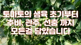 토마토 정식, 관주, 추비, 선충까지 한번에 보고 가세요 (춘천, 경주, 부여, 토마토)