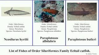 List of Fishes of Order Siluriformes Family Eeltail catfish. japonicus Plotosus Striped Patrick