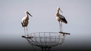 With Nowhere to Go, Rare Birds Face Off With Irate Fish Farmers