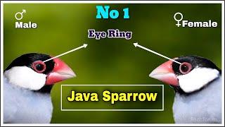 Difference between male and female Java Finch/ Java Sparrow