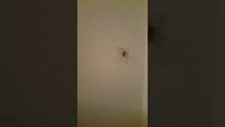 Lovely Spider In The Room