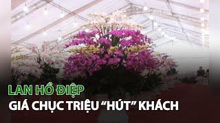 Lan Hồ Điệp giá chục triệu “Hút” khách| VTC14