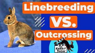 Rabbit Breeding Strategies - 5 Strategic Tips to Safe and Effective Line Breeding
