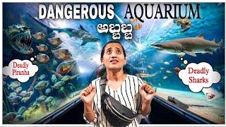 Thrilling Encounter of Piranhas & Sharks at Magic City | ಇಲ್ಲಿ ನಾನೇಳೊದೆಲ್ಲ ಕಚಿತನೆ ಉಚಿತನೆ ನಿಶ್ಚಿತನೆ