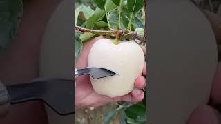 White #Nashi apple