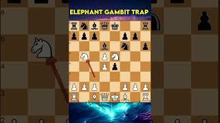 Elephant Gambit Trap #chess #checkmate #chessboard #chessclub #shorts #shortsfeed #chessstraps