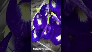 Clitoria ternatea, commonly known as Asian pigeonwings, bluebellvine, blue pea, butterfly pea.