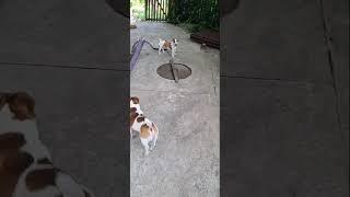 Что-то пошло не так#сонечка #jackrussel #джекрасселтерьер #dog #animals