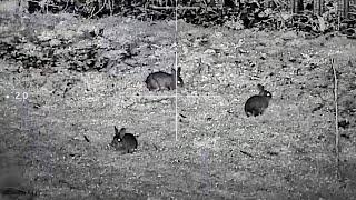 HUNTING RABBITS with an EPIC Airgun - POWER = DANGER!
