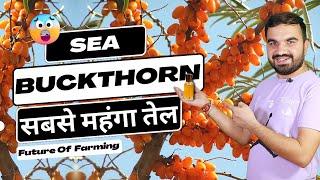 हजारों के तेल की खेती | Sea buckthorn Farming | mountain bush farming | berry farming | best income