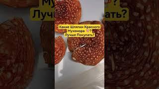 Какие Шляпки Красного Мухомора ?Лучше Покупать? #микродозингмухомора #мухомор