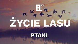 Życie lasu – ptaki [film przyrodniczy]