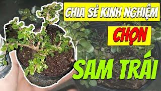 Cách Chọn Cây Sam Trái Tốt Nhất | Thọ Miền Tây