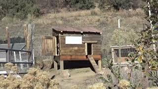 Rooster House Sneak Peak - Earth Tube Greenhouse Visit - Permaculture Orchard Hidden Abundance