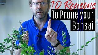 Bonsai Care - How to prune your Bonsai tree  |  Part 1