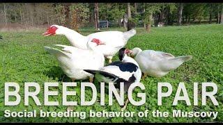 Muscovy are prolific breeders