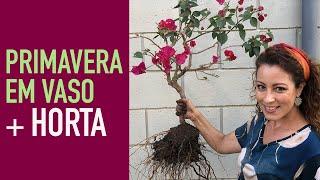 Como PODAR e transplantar PRIMAVERA em VASO com HORTA de TOMATE, cebolinha e cenoura