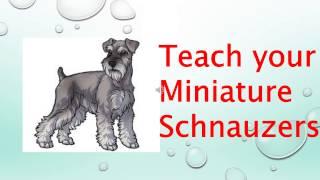 Miniature Schnauzers | How to train a Miniature Schnauzers