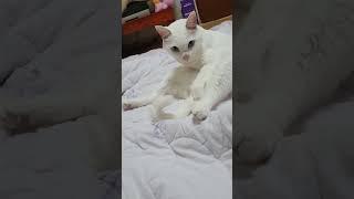 매력 포인트 #귀여운 #고양이 #강형욱 #귀요미
