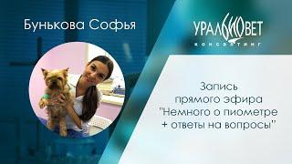 Запись прямого эфира "Немного о пиометре + ответы на вопросы". Софья Бунькова #убвк_репродуктология