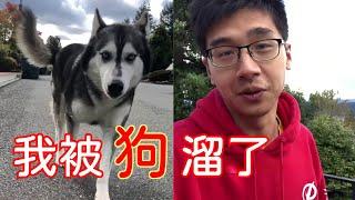 狗子遛保羅Paul，vlog我的日常【保羅PaulChina】