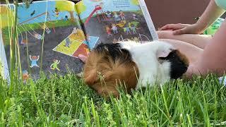 All Are Welcome read aloud with Clemmy the guinea pig