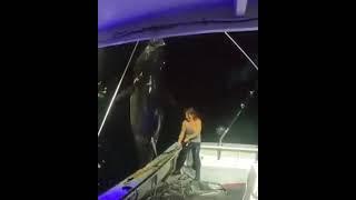 1000 lb bluefin Tuna landed SOLO