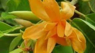 Sampangi flower plant (champa) orange colour flowers