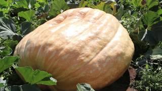 Report on Jeff Reid and his Giant Pumpkins