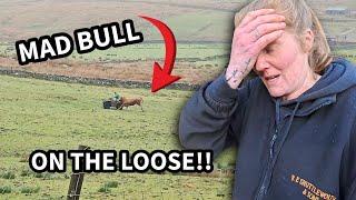 Bent gate, shouting - mad bull on the loose ! Hoof trimmer
