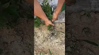 Plant with root  #farming #agriculture