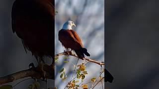 Beauty in Action | Wildlife photography | Bird photography | Eagles | #birds #wildlife #shorts