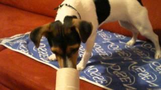 Jack Russel Nuri Spiel