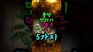 집에 '이 식물' 있으면 당장 버려라#풍수 #풍수소품 #풍수인테리어 #풍수지리 #금전운