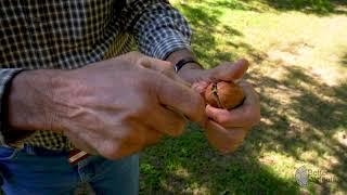 Where Better Walnuts Come From | The C&C Farms Story