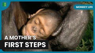 A Mother’s Love: Suzie’s Baby Steps - Monkey Life - Documentary