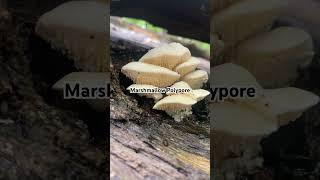 Marshmallow Polypore