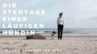 # Die Stehtage einer läufigen Hündin