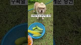 몸마음선원 in 평창 5(링컨을 소개합니다)