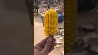 pushkar Mela Sweet Corn | pushkar famous food | pushkar famous street food | Jitender Foodies