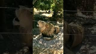 Lion roar sound effect #shorts by Nimble Animals