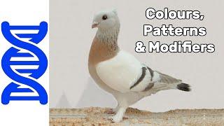 Colours, Patterns, and Modifiers | Pigeon Genetics