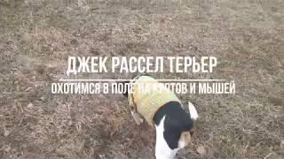 Джек рассел терьер охотится в поле на мышей и кротов