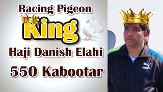 Delhi Kabootar Bazi King Haji Danish Elahi K 550 Hyderabadi Kabootar | Delhi Ki Kabutar Bazi