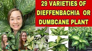 29 VARIETIES OF DIEFFENBACHIA OR DUMBCANE PLANTS + RARE PLANTS #dieffenbachia #dumbcane #rareplants